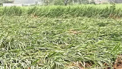 आंधी व बारिश से 45 एकड़ क्षेत्र में गन्ने की फसल झुकी 11 dbcl 169400506664f8774aa1078 06sep kawardha 33