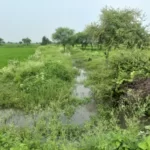 मिट्टी से पटी नहर, झाड़ियां उगने से दाढ़ी क्षेत्र के 22 गांवों के खेतों तक नहीं पहुंच रहा पानी 1 dbcl 169408675664f9b664bed96 07septemberbemetara07 1