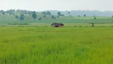 लहलहा रही फसल: पहाड़ की ढलानों पर 10 हजार हेक्टेयर में कोदो- कुटकी की खेती 3 dbcl 169590641065157a6a03a59 28sepkawardha22