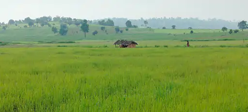 लहलहा रही फसल: पहाड़ की ढलानों पर 10 हजार हेक्टेयर में कोदो- कुटकी की खेती 1 dbcl 169590641065157a6a03a59 28sepkawardha22