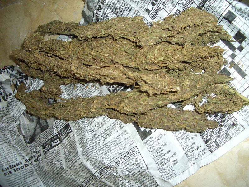 मंडे स्पेशल-कॉलेजों के पास 30 सेकेंड में गांजे की डिलीवरी:लखनऊ में ग्राहक युवा, बेचने वाले ज्यादातर बुजुर्ग; पुलिस के सामने घूमते हैं...पर कार्रवाई नहीं 1 17201pile2