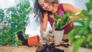 581699541834654cf34a94589plantinghomeplantsindoors 1700143944