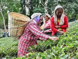 CM ममता बनर्जी दार्जिलिंग के कुर्सियांग पहुंचीं:टी गार्डन में चाय की पत्तियां तोड़ी; महिलाओं के साथ लोकगीत गाया 2 1701955128pg 4 1 f 1701956860