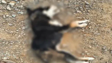 0099whatsapp image 2024 01 26 at 55638 pm888 1706272313