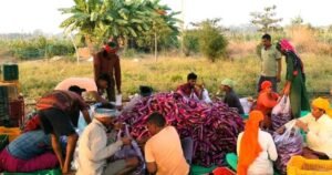 कुंवर सिंह किसान बैंगन, टमाटर की खेती से साल में 25 लाख रूपए का शुद्ध मुनाफा कमा रहे 2 1708338476 53320e5132cc60220c02
