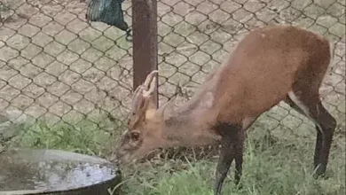 मैत्री बाग चिड़ियाघर में लाए गए 4 वन्यप्राणी 19 3604720 untitled 33 copy