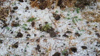 WhatsApp Image 2024 02 11 at 5.24.09 PM 1 768x355 1