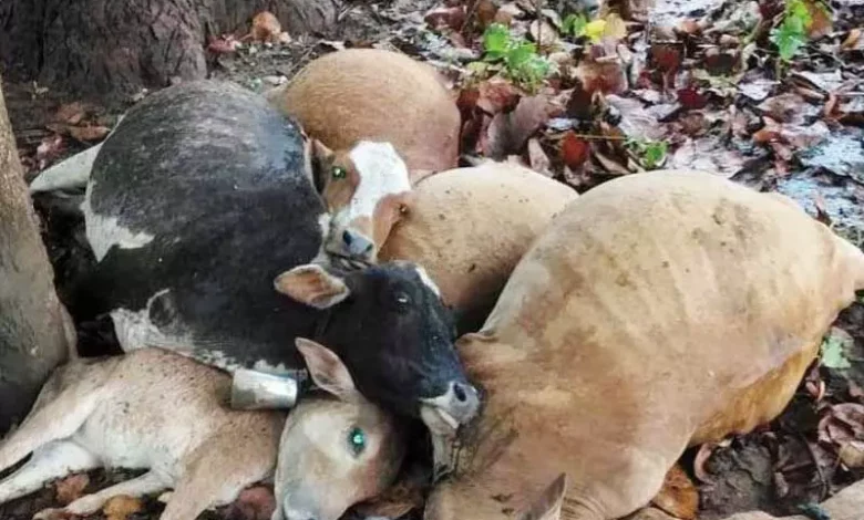 कोण्डागांव में 9 मवेशियों की मौत, गाज की चपेट में आए 6 3770414 untitled 29 copy