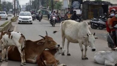 सड़कों से मवेशियों को हटाने की अपील कर रहे हैं ,अधिकारी 1 Chhattisgarh 09 2 19 660x330 1