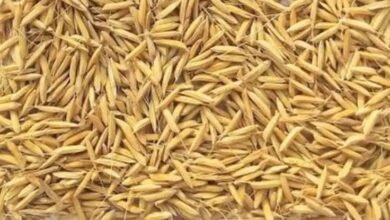 किसानों को 8.08 लाख क्विंटल प्रमाणित बीज वितरित 1 img 7129 1