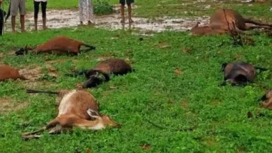 3917302 untitled 11 copy