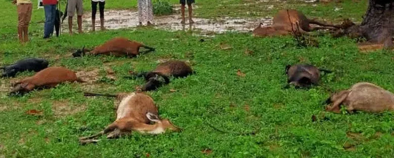 3917302 untitled 11 copy