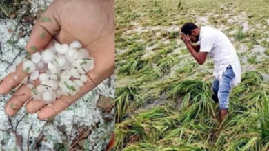 ओला पीड़ित किसानों को मिला 9 लाख का मुआवजा 1 olavristi