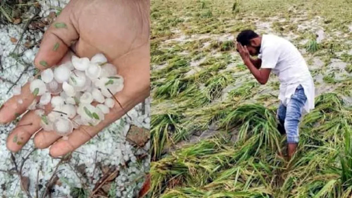 ओला पीड़ित किसानों को मिला 9 लाख का मुआवजा 1 olavristi