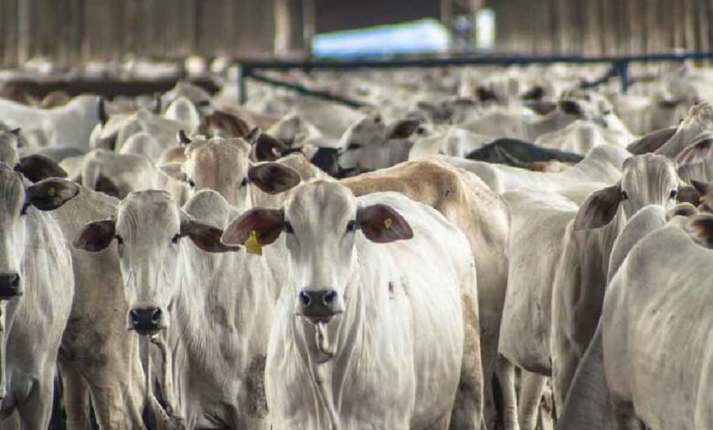 21वीं पशु संगणना: सितंबर से दिसंबर के बीच घर-घर जाकर होगी पशुधन की गणना