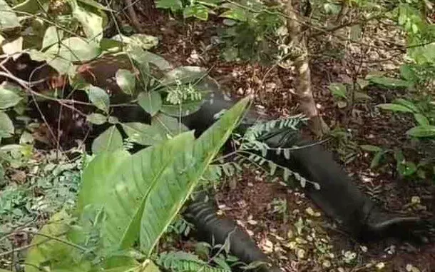 गनियारी जंगल में लापता युवक की मिली लाश , PM रिपोर्ट से हत्या या आत्महत्या का होगा खुलासा 1 गनियारी जंगल में लापता युवक की लाश मिली, हत्या या आत्महत्या का खुलासा PM रिपोर्ट से होगा