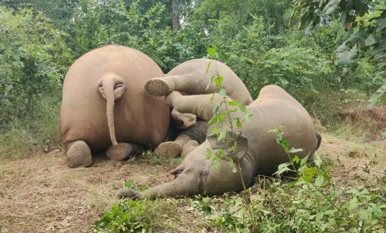 रायगढ़ घरघोड़ा वन परिक्षेत्र में 11 केवी बिजली तार टूटने से तीन हाथियों की मौत