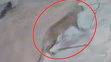 जब गली में घूमता दिखा तेंदुए, दहशत में लोग 7 जब गली में घूमता दिखा तेंदुए, दहशत में लोग