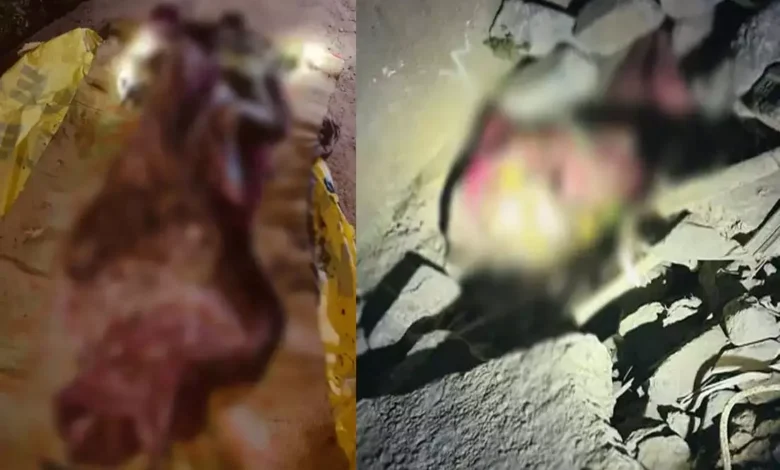 रायपुर राजधानी में कलर्स मॉल के पास मिला युवती का सड़ा-गला शव, दुष्कर्म के बाद हत्या की आशंका