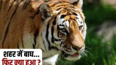 बाघ की शहर में एंट्री: जब जंगल का राजा आया शहर में, वन विभाग ने किया काबू!