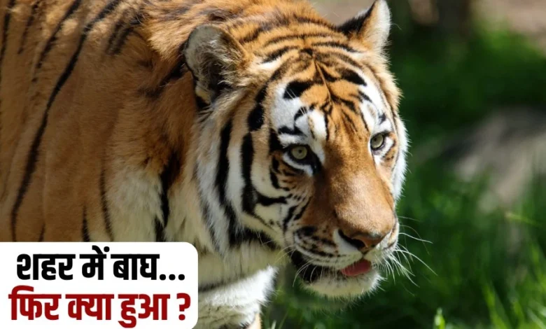 बाघ की शहर में एंट्री: जब जंगल का राजा आया शहर में, वन विभाग ने किया काबू!
