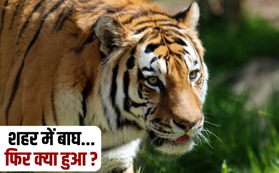 बाघ की शहर में एंट्री: जब जंगल का राजा आया शहर में, वन विभाग ने किया काबू! 1 बाघ की शहर में एंट्री: जब जंगल का राजा आया शहर में, वन विभाग ने किया काबू!