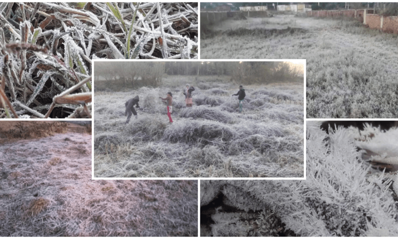 कोल्ड वेव की चपेट में कबीरधाम: तापमान गिरकर 5 डिग्री तक पहुंचा, चिल्फी में ओस की बूंदों से फैली बर्फ की चादर!