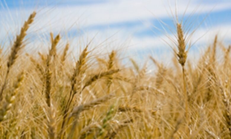 भारत में तेजी से बढ़ रहा उपभोग, कृषि विकास दर में भी वृद्धि जारी: रिपोर्ट