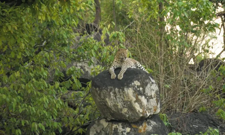 डोंगरगढ़ के सुदर्शन पहाड़ पर तेंदुए की दस्तक, शहर में मचा हड़कंप, वन विभाग अलर्ट, रेस्क्यू ऑपरेशन जारी