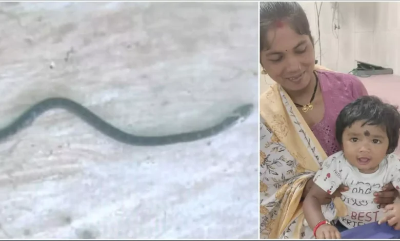 ब्रेकिंग न्यूज़: बस्तर की नन्ही शेरनी – 9 महीने की बच्ची ने खेल-खेल में मार डाला जहरीला करैत सांप 6 ब्रेकिंग न्यूज़: बस्तर की नन्ही शेरनी – 9 महीने की बच्ची ने खेल-खेल में मार डाला जहरीला करैत सांप