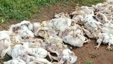 तेंदुए ने पोल्ट्री फार्म पर किया हमला, 160 मुर्गियों की मौत; ग्रामीणों में दहशत का माहौल 1 तेंदुए ने पोल्ट्री फार्म पर किया हमला, 160 मुर्गियों की मौत; ग्रामीणों में दहशत का माहौल