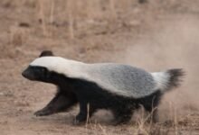 1770196499 a97dffaaa5e06da5e350