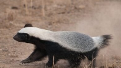 1770196499 a97dffaaa5e06da5e350