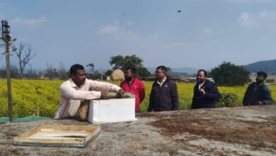 मधुमक्खी पालन: कम लागत में ज्यादा मुनाफे का बेहतर विकल्प 2 1775897719 9a2a236fb7f46f95db4f