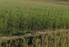 मनरेगा से पनारी नाले का जीर्णोद्धार : 1200 ग्रामीणों को पेयजल व सिंचाई का लाभ 74 1776338296 47e0b8fe35417c7f1557