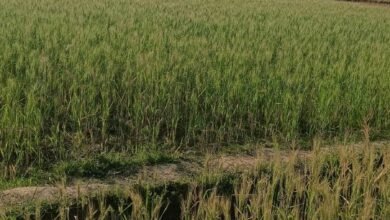 1776338296 47e0b8fe35417c7f1557