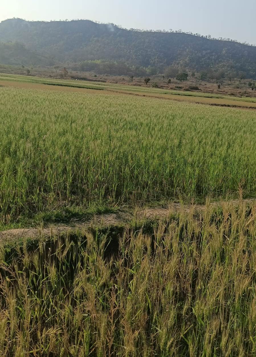 मनरेगा से पनारी नाले का जीर्णोद्धार : 1200 ग्रामीणों को पेयजल व सिंचाई का लाभ 1 1776338296 47e0b8fe35417c7f1557