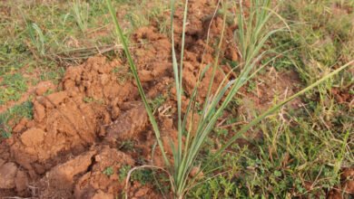 1776848837 50e67b18edc2fd0e79d2