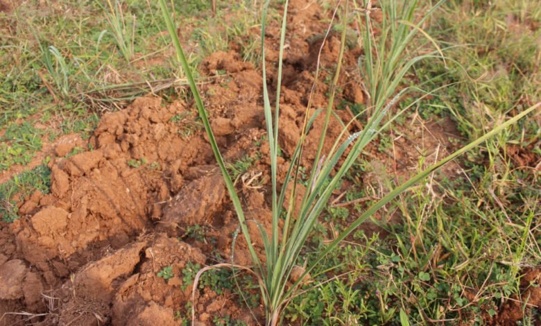 1776848837 50e67b18edc2fd0e79d2