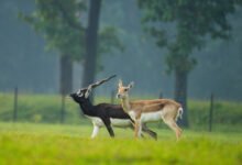 1777209519 2e0da26f1ba8a6fcff75