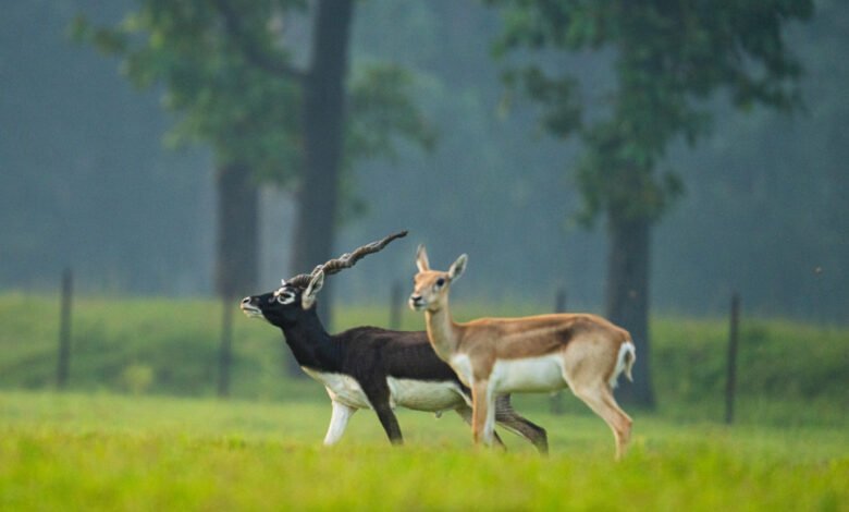 1777209519 2e0da26f1ba8a6fcff75