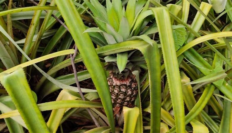 PAe 05 1