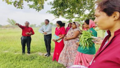 धमतरी की औषधीय खेती ने बदली तस्वीर, महिलाओं को मिला रोजगार, देशभर के लिए बना प्रेरक मॉडल 2 20A 97