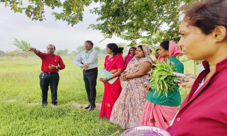 धमतरी की औषधीय खेती ने बदली तस्वीर, महिलाओं को मिला रोजगार, देशभर के लिए बना प्रेरक मॉडल 9 20A 97