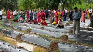 किसानों के लिए वरदान बनेगी ग्राफ्टेड सब्जियां, धमतरी में वैज्ञानिक प्रशिक्षण से मिली आधुनिक खेती की जानकारी 2 4A 18 2