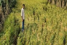 Chhattisgarh News 01 3 15