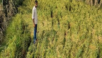 फसल बीमा की अंतिम तारीख नजदीक, 31 जुलाई तक धान समेत 10 फसलों पर मिलेगा योजना का लाभ 2 Chhattisgarh News 01 3 15