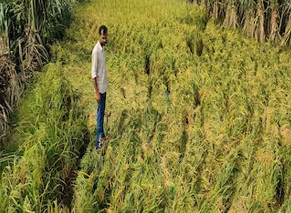 फसल बीमा की अंतिम तारीख नजदीक, 31 जुलाई तक धान समेत 10 फसलों पर मिलेगा योजना का लाभ 1 Chhattisgarh News 01 3 15
