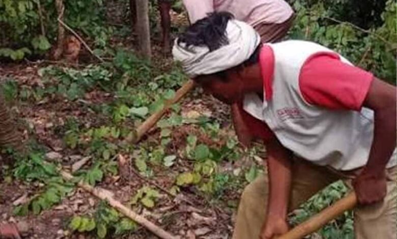 अबूझमाड़ की बदलेगी तस्वीर! जंगलों में महकेगी कॉफी, ओडिशा में प्रशिक्षण लेंगे अधिकारी 7 Chhattisgarh News 07 1 3