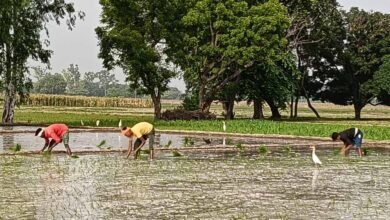 बारिश की कमी से बढ़ी किसानों की चिंता, CG में बोवनी और धान रोपाई प्रभावित 5 Chhattisgarh News 07 2 11